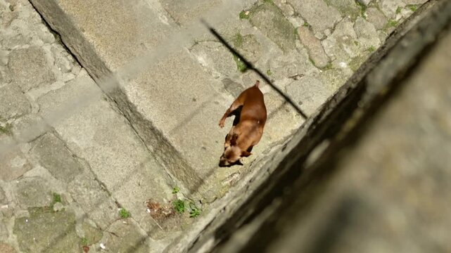 A little brown dog looking around, filmed from above.