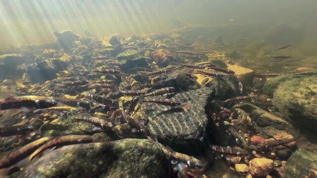 Eurasian minnows (Phoxinus phoxinus) during spawning in a shallow river. Estonia.