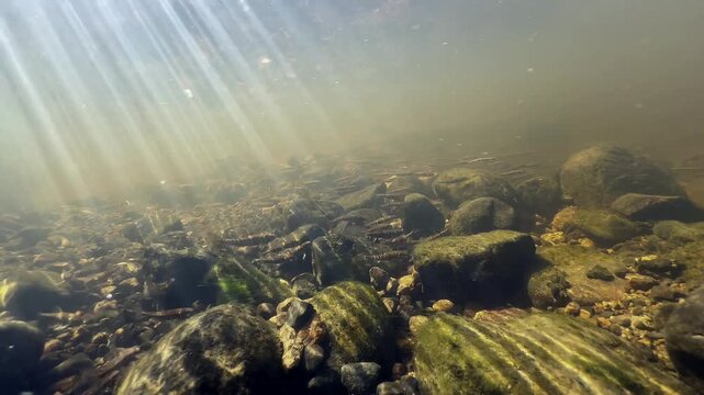 Eurasian minnows (Phoxinus phoxinus) during spawning in a shallow river, Estonia.