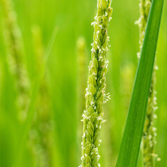 天候が優れない７月