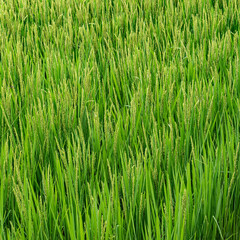 天候が優れない７月