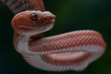 Manggrove Pit Viper snake closeup head, animal closeup, snake front view