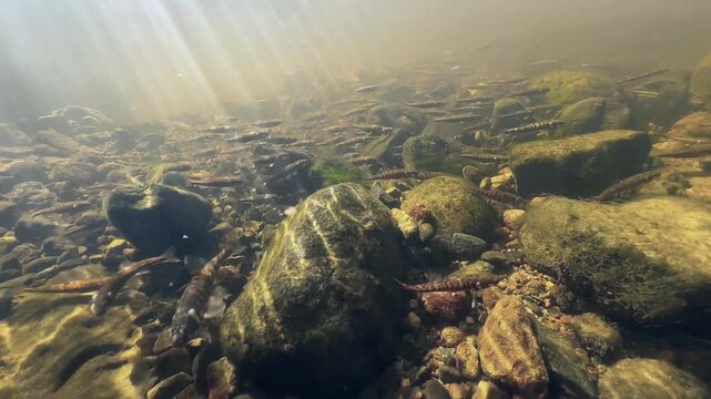 Male Eurasian minnow (Phoxinus phoxinus) with nuptial colouration during spawning in a shallow river. Estonia.