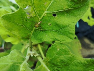 Spider sitting on a green leaf 