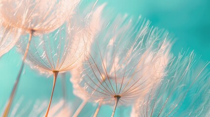 Delicate Dandelion Seeds Against a Turquoise Sky