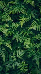 Perfect natural fern pattern, beautiful background made with young green fern leaves. 