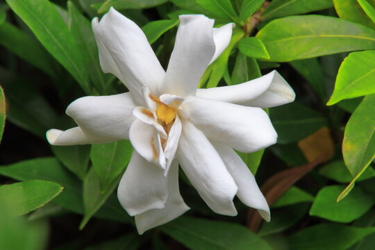 Jasmine is a genus of shrubs and vines in the olive family of Oleaceae.