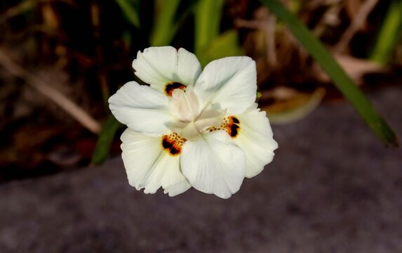 Dietes is a genus of six rhizomatous plant species of the iris family Iridaceae.  Commonly called Wood iris
