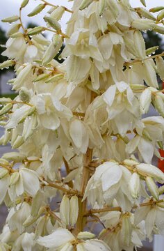 yucca is a flowering plant