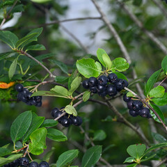 天候が優れない７月