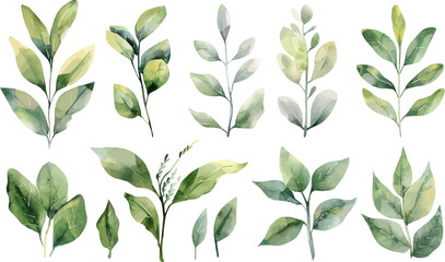 Collection of watercolor green leaves branch on white isolated background.