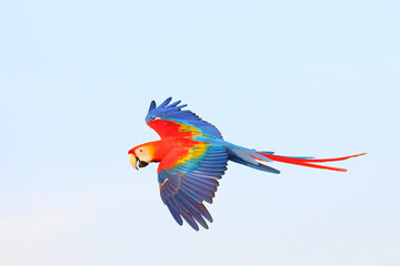 Colorful Scarlet Macaw parrot flying in the sky. Free flying bird