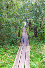 Fototapeta premium Wooden boardwalk in a forest