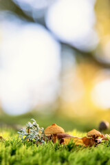 Low view at a mushroom that are growing in green moss in woodland