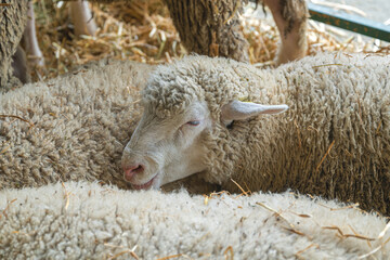 Female sheep at dairy farm