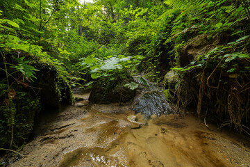 Strumień płynący w środku lasu © pinus25