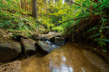 Strumień płynący w środku lasu © pinus25