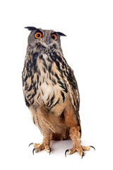 Eurasian eagle-owl in studio