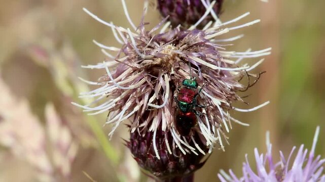 A Ruby-Tailed Wasp on a Thistle flower. Highgate Common. Staffordshire. UK. Summer