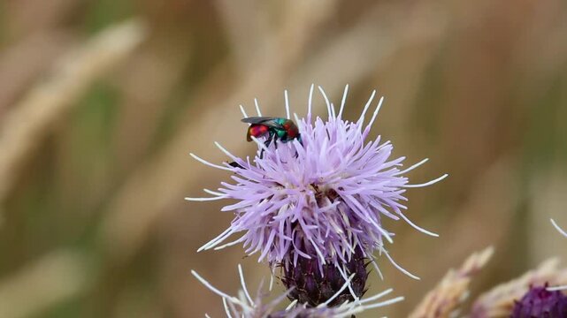 A Ruby-Tailed Wasp on a Thistle flower. Summertime. UK