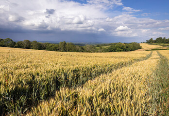 Fields of summer Wheat July near Brightling on the high weald East Sussex south east England UK