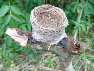 A small malaysian pied fantail (Rhipidura javanica) empty bird's nest in the wilderness close up. photo taken in malaysia