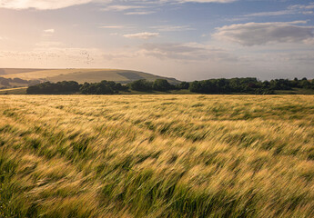 Golden light on wheat fields Butts Brow South Downs Jevington east Sussex south East England UK