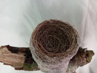 A small malaysian pied fantail (Rhipidura javanica) empty bird's  nest on white background close...