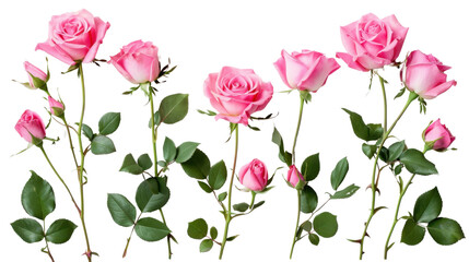 Pink roses on transparent background