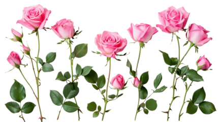 Pink roses on transparent background