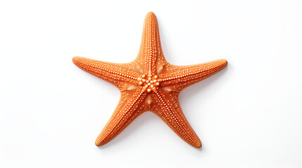starfish isolated on white background