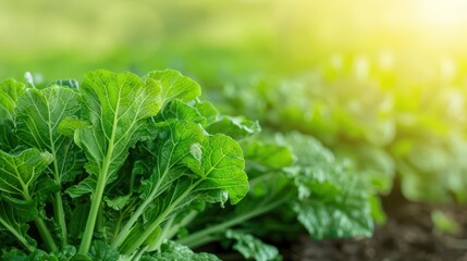 Komatsuna explosion presenting the nutrientrich and tender mustard spinach