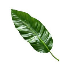 Fototapeta premium Vivid Green Single Leaf Illustration Capturing Nature's Detail in Isolation