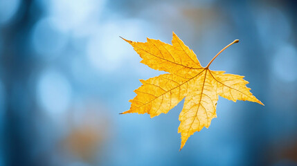 Obraz premium A lone yellow maple leaf gracefully flutters in the air, combining the essence of autumn and the mesmerizing beauty of nature.