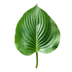 Fototapeta premium Close-Up Shot of Green Leaf with Detailed Veins on White Background