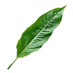 Vibrant Green Leaf with Texture and Details on White Background