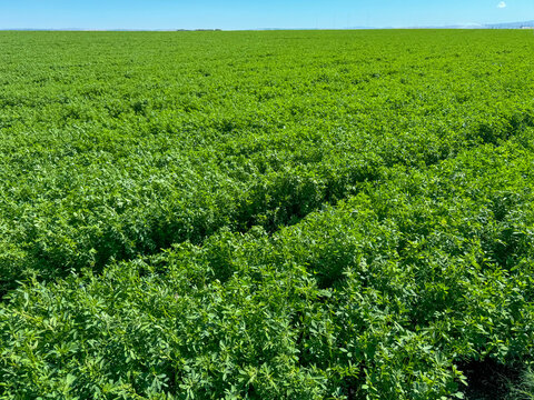Alfalfa. Green surface, landscape of a field of bright green lucerne with blue sky