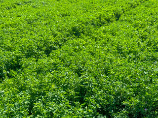 Alfalfa. Green surface, landscape of a field of bright green lucerne, top view. One of the fields whose plants will be processed into good fodder for cows
