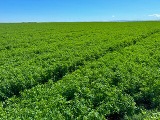Alfalfa. Green surface, landscape of a field of bright green lucerne with blue sky © Oksana