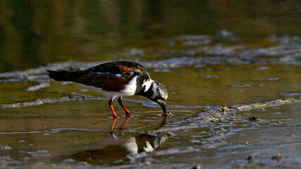 Steinwälzer // Ruddy turnstone (Arenaria interpres)