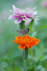 Fototapeta premium マリーゴールドにとまるセセリチョウ