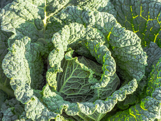 related to cultivating Savoy cabbage in a home garden, from planting and maintenance to harvesting...