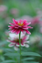 Obraz premium 可憐なヒャクニチソウ