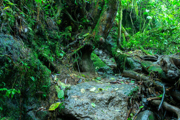 Rain forest, primary forest in the Andes Mountains of Jardin, Jardín, Antioquia, Colombia, near the cave of splendor or cueva del esplendor. Detail of the ground. Roots, dampness.