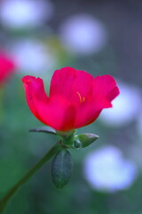 愛らしいマツバボタン