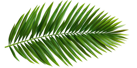 Obraz premium Natural aesthetic green tropical palm leaves cut out in the transparent background.