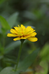 黄色い花びらのヒャクニチソウ