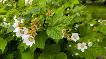 branch of blooming raspberries close up