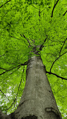 Fototapeta premium beech tree, various types, growing in the park