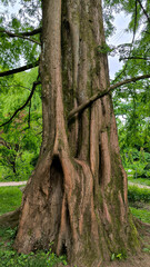 dawn redwood metasequoia glyptostroboides tree